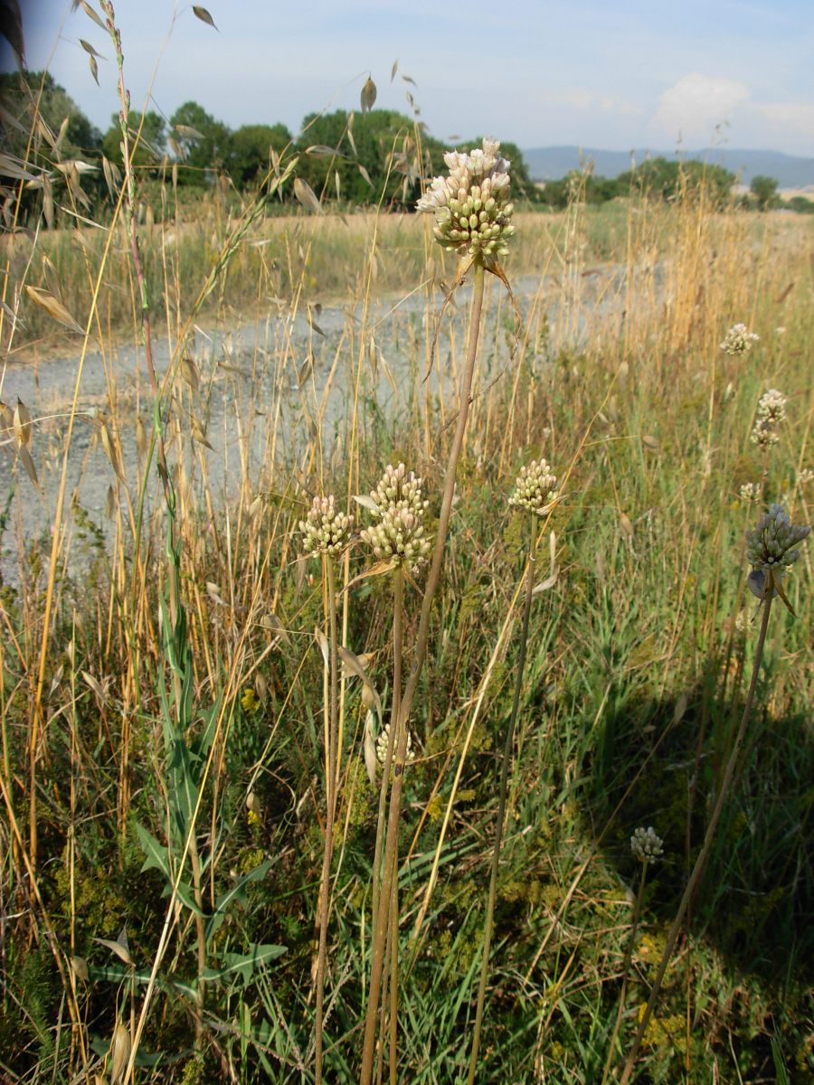 Allium pallens L. / Aglio di Coppoler